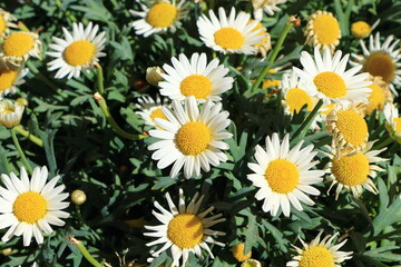 Fototapeta premium Biene im blühenden Garten