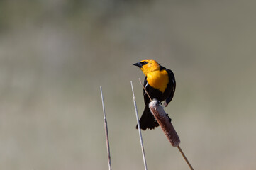 A yellow-headed blackbird balances on a cattail in Colorado.