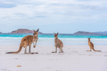 Kängurus in der Lucky Bay in Australien