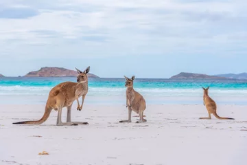 Fotobehang Kangaroos at Lucky Bay in Australia © dudlajzov