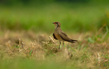 oriental pratincole bird in habitat