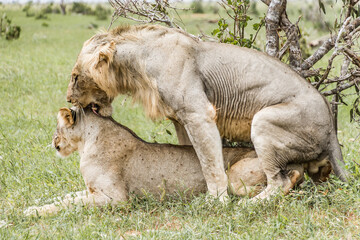 Fototapeta premium Lions Mating