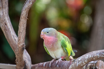 Princess parakeet perching on the branch.    Vancouver BC Canada
