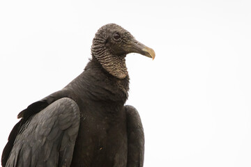 A black vulture (Coragyps atratus) closeup portrait with white background
