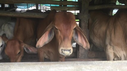 Queens of Cow - American Brahman cattle breed in a farm in Thailand