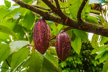Ecuadorian cocoa tree