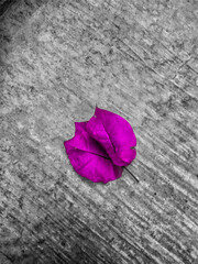 red leaf on wooden background