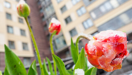 Tulips in the snow in the courtyard of an apartment building.