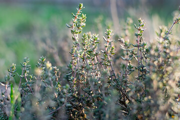 A low-growing aromatic shrub or semi-shrub of thyme or thyme. Beautiful photo of small leaves at sunset. Useful herb used in folk medicine and for giving flavor