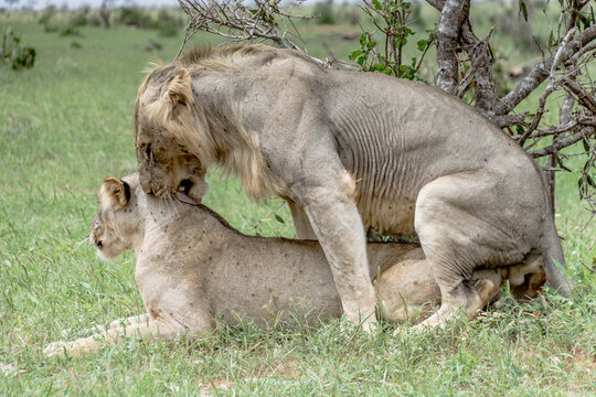 Lions Mating