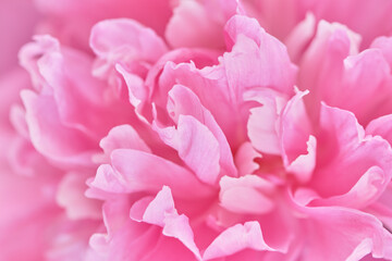 Fototapeta na wymiar Background image of delicate petals of pink peony. Decorative flowering plant, flowers from the spring garden.