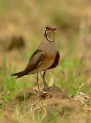 oriental pratincole bird in habitat