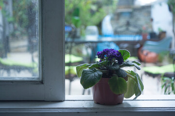 Violeta na janela de um quarto de uma casa