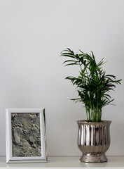 green plant on a shelf, next to it a picture frame with a picture I took on the sandy beach with footprints