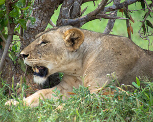 Lions Resting under a tree after mating