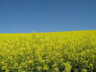 Obraz premium Rapsfeld