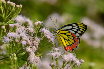 butterfly in a wild tree