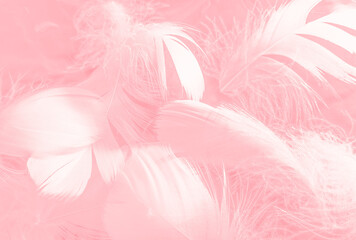 Beautiful abstract white and pink feathers on white background and soft white feather texture on pink pattern and pink background, feather background, pink banners