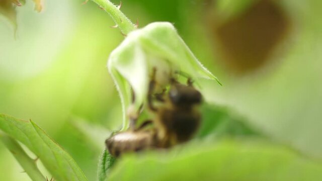 Honey bees on flower pollination macro shot slow motion