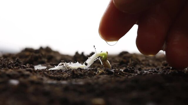 Expert hand of farmer watering or feed a liquid fertilizer to seedling with a drop at finger by care. grow and sowing seed of vegetable and gardening concept.