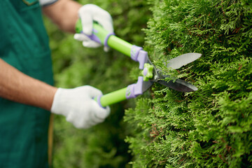 Naklejka premium Scissors in gardener hands cutting overgrown bushes.