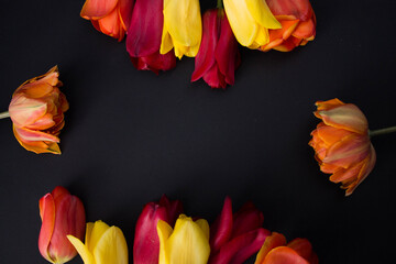 red and yellow tulips on black