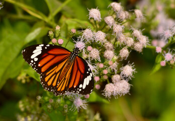 Obraz premium butterfly in a wild tree