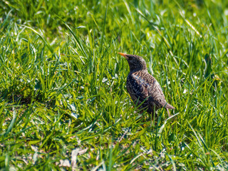 black bird - starling looking for worms in the grass