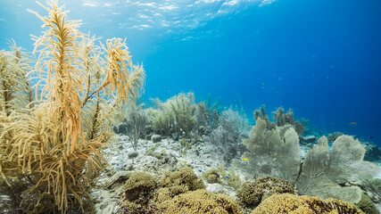 Naklejka na ściany i meble Seascape in shallow water of coral reef in Caribbean Sea / Curacao with Sea Fan/Gorgonian Coral, fish, coral and sponge