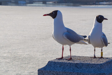 Birds seagull sitting on a stone