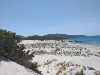 Dunes on the sea, Mediterranean fauna.