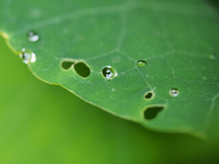Water drops on plant leaves after rain.