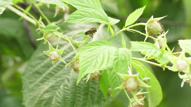 Honey bees on flower pollination macro shot slow motion