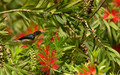 scarlet backed flower pecker bird in perch