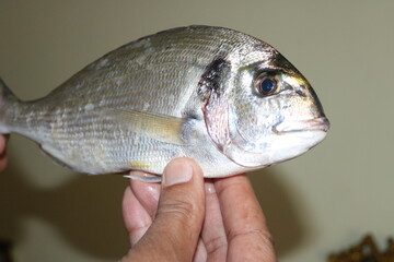 fresh fish on a hook