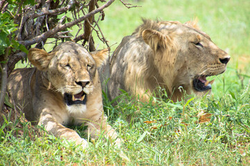 Lions Resting under a tree after mating