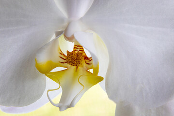 Macro closeup of a beautiful white orchid with details of the orchid's throat and lip