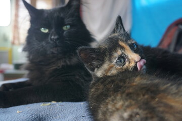 Kitten licking it's nose in front of her Mother Cat.