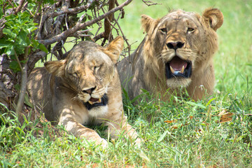 Lions Resting under a tree after mating