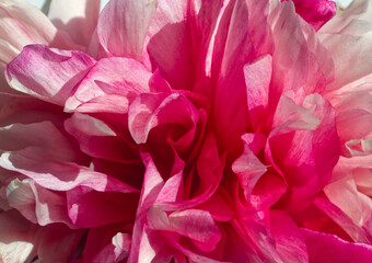Pink peony flower. Pink peony close up. Minimal flowers concept. Pink peony petals. Vibrant petal. Macro of dahlia flower. Pink aesthetic. Natural macro background. Peony aesthetic. 