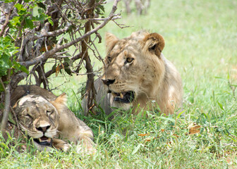 Lions Resting under a tree after mating