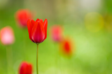 Fototapeta premium Tulips on sunny spring day, Sweden