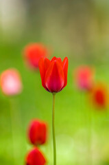  Tulips on sunny spring day, Sweden