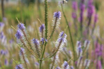 Obraz premium lavender field provence france