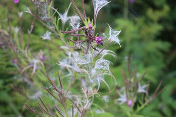 bee on a flower