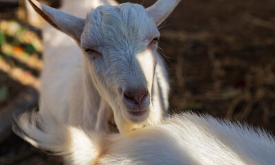 The Saanen, is a Swiss breed of domestic goat. Goat breeding. The male goat importune  to the female goat to get copulation. Love couple. Reproduction season-spring rutting. The farming of livestock.