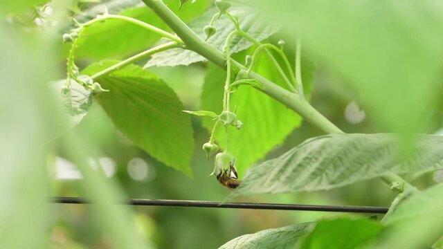Honey bees on flower pollination macro shot slow motion