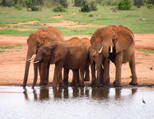 A Group of Elephants in Tsavo East NAtional Park
