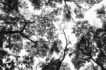 Bare tree branches on a pale white background