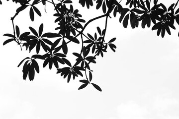 beautiful silhouette leaf tree